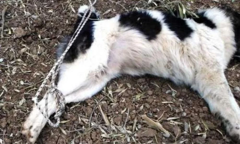 Φθιώτιδα: "Τέρας" έδεσε τα πίσω πόδια άτυχου σκύλου και το άφησε να ξεψυχήσει